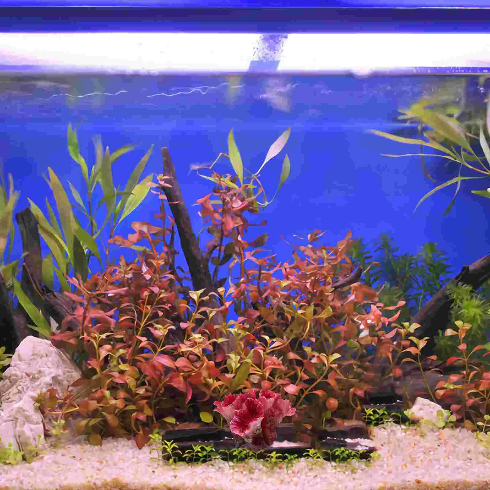 Декор аквариума кораллами, Искусственными растениями из красного полирезинового коралла, Орнаментом ландшафта аквариума, Подводными растениями 3